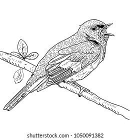 Hand Drawn Bird on Branch. vector illusration on white background