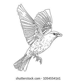 Hand Drawn Bird on Branch. vector illusration on white background