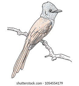 Hand Drawn Bird on Branch. vector illusration on white background