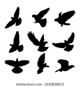 Hand drawn bird pigeon silhouette set