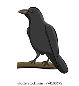 Hand drawn bird raven, vector