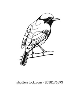 Hand drawn bird. Redstart. Outline drawing. Vector illustration. Black and white.