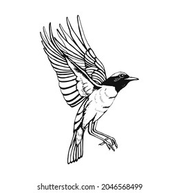 Pájaro dibujado a mano. Redstart. Dibujo de esquema. Ilustración vectorial. Blanco y negro.
