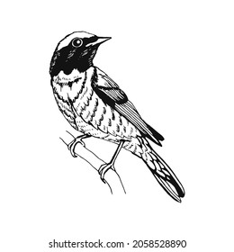 Hand drawn bird. Redstart. Outline drawing. Vector illustration. Black and white.