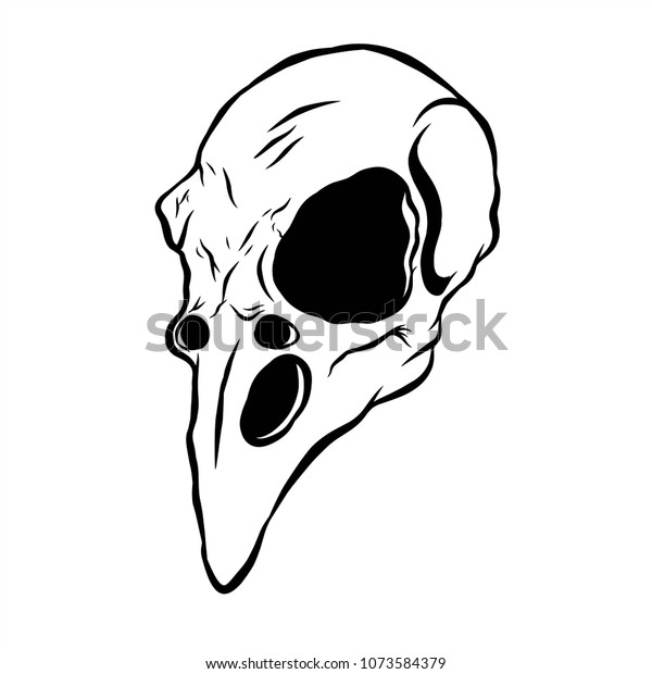 bird skull sketch