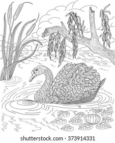 Hand drawn bird - Swan swimming in a lake with reeds and water lilies. Coloring page. 