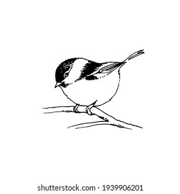 Hand drawn bird, willow tit sitting on a tree branch doodle, vector line sketch illustration isolated on white background