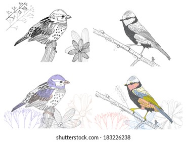 Hand drawn birds