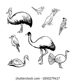 Hand drawn birds of australia. Vector sketch  illustration.