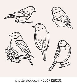 Hand drawn birds collection. Whimsical illustration