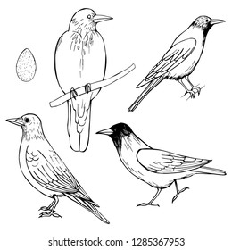 Hand drawn birds .Crows.Vector sketch  illustration.