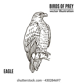 Hand drawn birds of prey. Eagle. Vector illustration