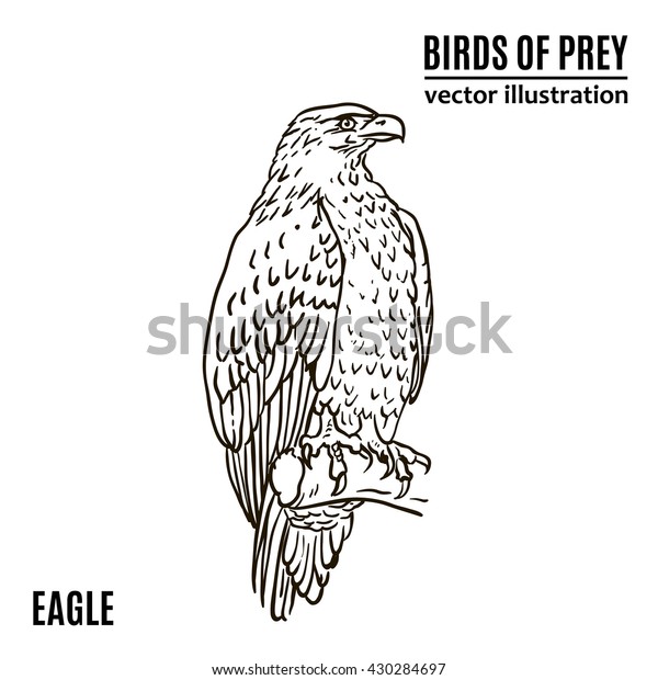 birds of prey eyes vector birds of prey eyes vector