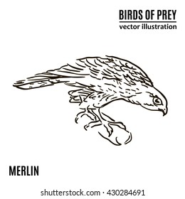 Hand drawn birds of prey. Merlin. Vector illustration