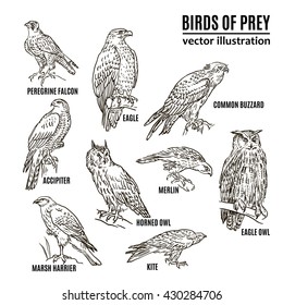 Hand drawn birds of prey vector set. eagles, owls, merlin, kine, accipiter, harrier, buzzard, falcon.