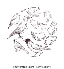 Aves dibujadas a mano. Ilustración de esbozo del vector.
