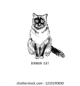 Handgezeichnete Birmankatze. Vektorgrafik