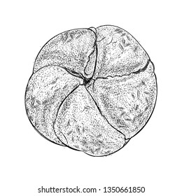 Hand drawn biscuits illustration vector 