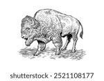 hand drawn bison black and white illustration