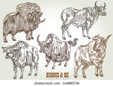 hand drawn bison & ox vector set