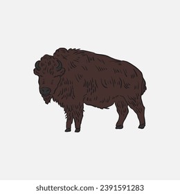 Hand drawn bison vintage illustration