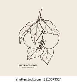 Hand drawn bitter orange fruit branch illustration