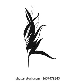 Hand drawn black branch. Elegant design element on white background. Vector illustration. Isolated plant.
