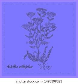 Hand Drawn Black Bush of Common Yarrow Placed on the Square Substrate with Dotted Frame. Herbal with Latin Name Achillea millefolium. Herbal Medicine Industry Component.