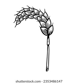 Hand drawn black color line art sing ear or spica sing. Vector art illustration isolated on white background.
