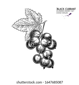 Hand drawn black currant branch, leaf and berry. Engraved vector illustration. Blackberry agriculture plant. 