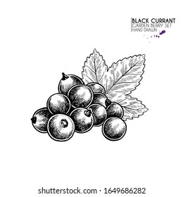 Hand drawn black currant branch, leaf and berry. Engraved vector illustration. Blackberry agriculture plant. Summer harvest, jam or mamalade vegan ingredient. Menu, package, cosmetic and food design