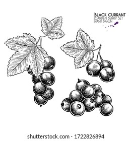 Hand drawn black currant branch, leaf and berry. Engraved vector illustration. Blackberry agriculture plant. Summer harvest, jam or marmalade vegan ingredient. Menu, package, cosmetic and food design
