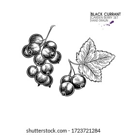 Rama de corteza negra, hoja y baya dibujada a mano. Ilustración vectorial grabada. Planta agrícola de Blackberry. Cosecha veraniega, mermelada o ingrediente vegano de mermelada. Menú, paquete, diseño cosmético y alimentario
