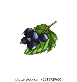 Hand drawn black currant on branch with leaf, colored sketch vector illustration isolated on white background. Vintage drawing of delicious berries with engraving texture. Nature concept.