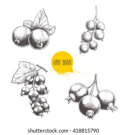 Hand drawn black currant sketch set. Bunch with leaves. Forest berries illustrations. Isolated on white background.