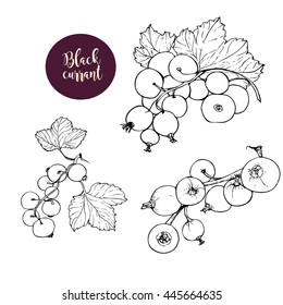 Hand drawn black currant stems in vector