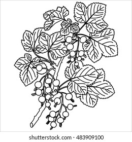 Hand drawn black currant stems in vector