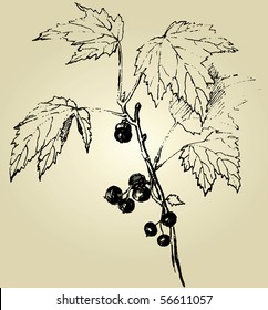 hand drawn black currants