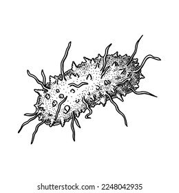 Hand drawn black death plague virus isolated on white background. Realistic detailed scientifical vector illustration in sketch stile