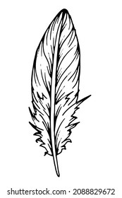 Hand drawn black feathers. Ink illustration isolated on white background. Ethnic boho style hand drawing.