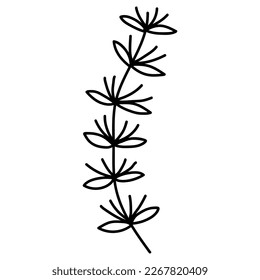 Hand drawn black floral elements on the white background. Floral decorative using for decoration of text, cards, invitation. Sketch of leaves and flowers.