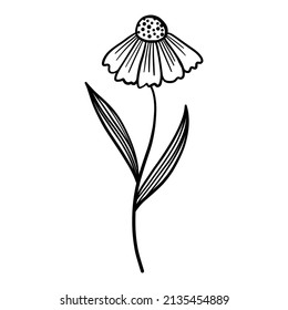 Hand drawn black flower. Line art  chamomile