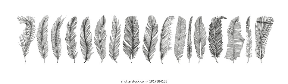 Hand drawn black fluffy feathers. Vector black and white ink sketch illustration. Ethnic boho style hand drawing. Realistic feathers collection. Elegant silhouette sketch bird plume set