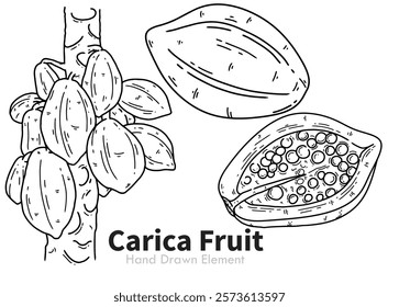 Hand drawn black ink carica fruit vector. Carica contains many benefits. A fruit shaped like a young papaya with the Latin name Carica Pubescen. Indonesia, Asian fruit, sweets, health, packaging 