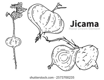 Hand drawn black ink jicama vector on white background. For agricultural needs, health, beauty, packaging design, diet, fruit, coloring pages.