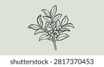Hand drawn black ink outline of a christmas mistletoe branch with berries. Cozy winter doodle sketch for whimsical holiday invitations. Vector graphic element for festive seasonal print and design.