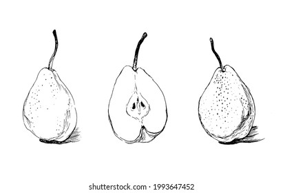 Hand drawn black ink pear whole and half sketch vector illustration isolated on white background