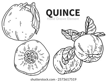 Hand drawn black ink Quince vector. Images of plants, Fruits, health, packaging design, vegetarian, diet.