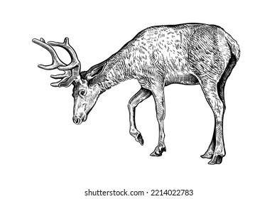 Hand drawn black ink sketch of Deer isolated on white background. Vector illustration of wild stag. Vintage engrave of deer