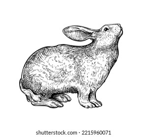 Hand drawn black ink sketch of Rabbit isolated on white background. Vector illustration of Rabbit - symbol of 2023 Chinese New Year. Vintage engrave of Hare. Cute Easter Bunny